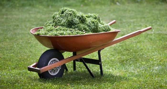 grass in wheelbarrow