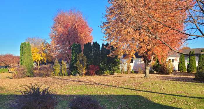 backyard fall trees