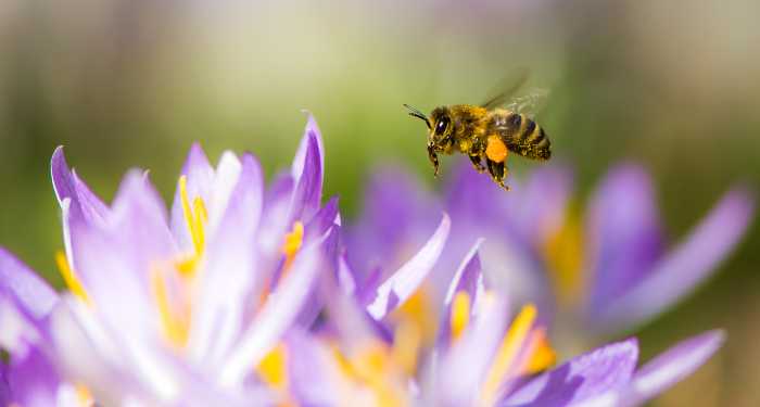 honeybee and purple flowers