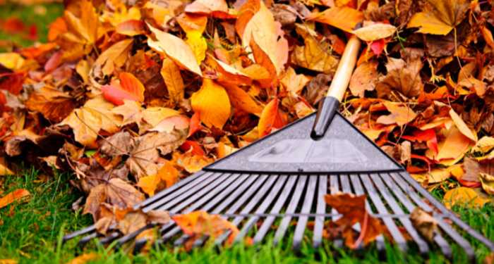 rake and fall leaves
